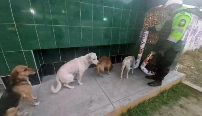 Cachorros fazem fila para comer em comedouros instalados pela polícia peruana