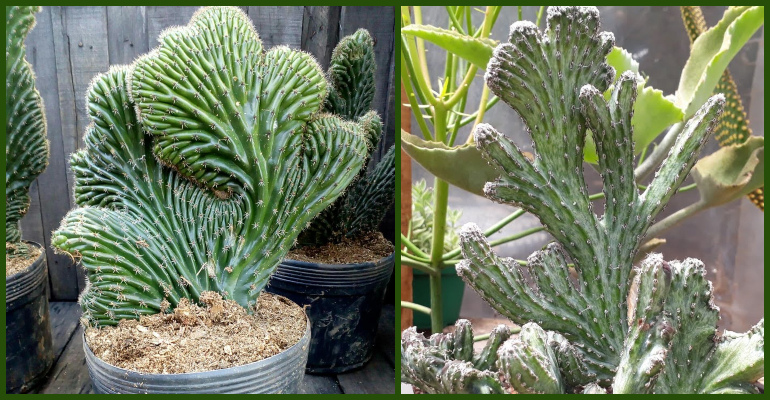 Cacto conhecido como Rabo de Sereia é opção de planta 'mitológica' fácil de  cultivar em casa - Bons Fluidos