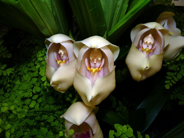 Orquídeas com formatos inusitados