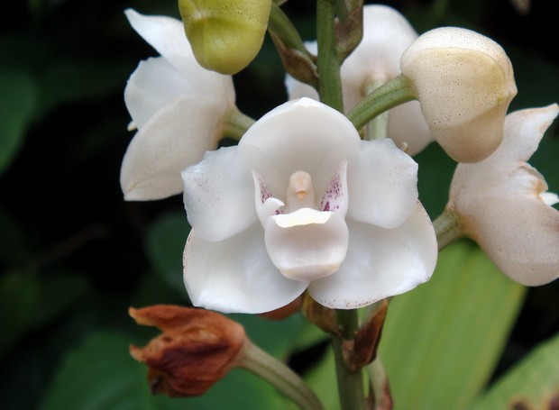 Orquídeas com formato inusitado