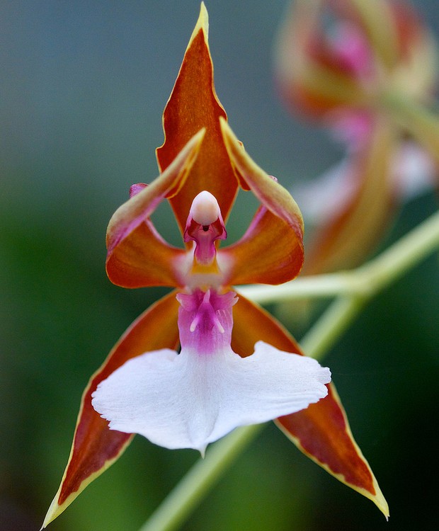 Orquídea com formato inusitado