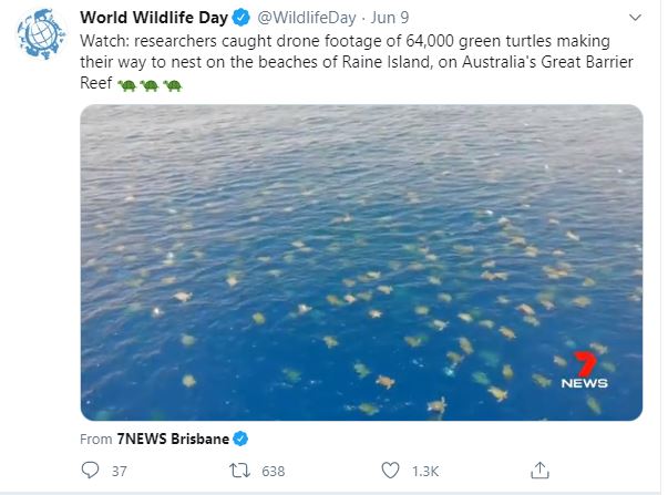 64 mil tartarugas-verdes em mar da Austrália