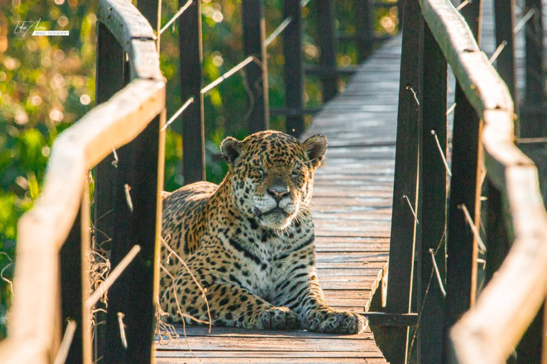 Durante isolamento, onça-pintada se aproximam de passarela em fazenda de ecoturismo no Pantanal