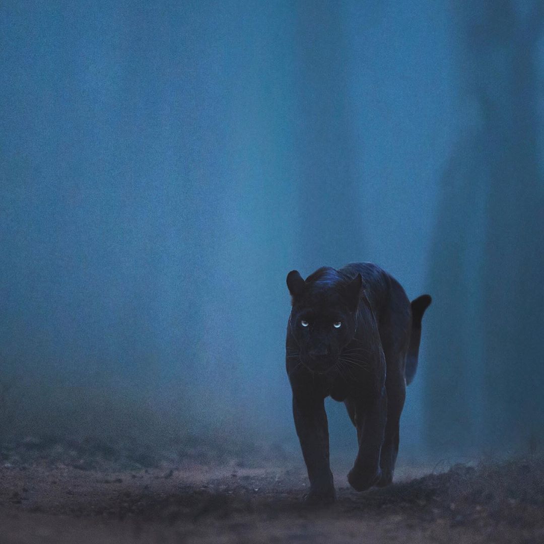 O fotógrafo Shaaz Jung fez fotos incríveis do leopardo negro