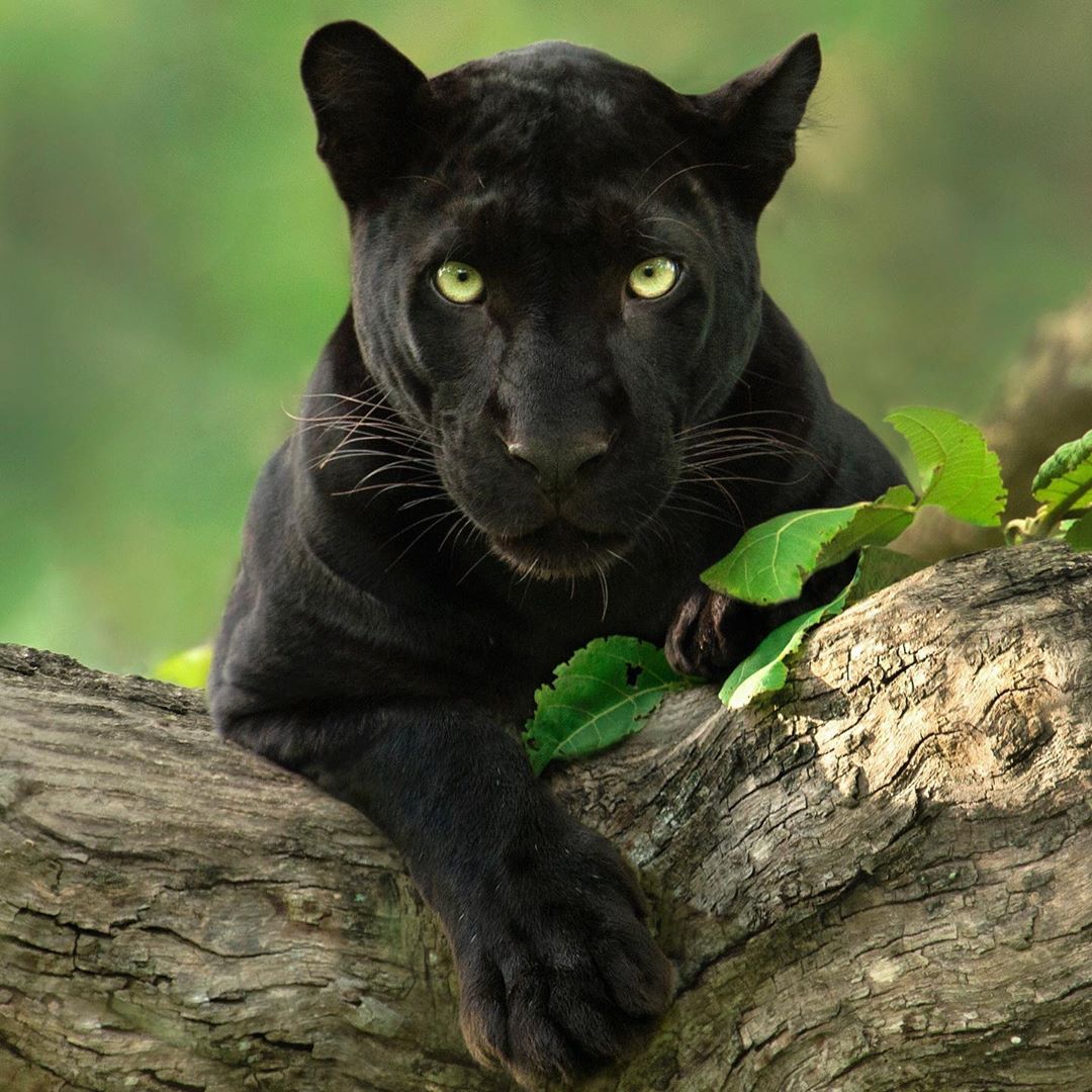O fotógrafo Shaaz Jung fez fotos incríveis do leopardo negro