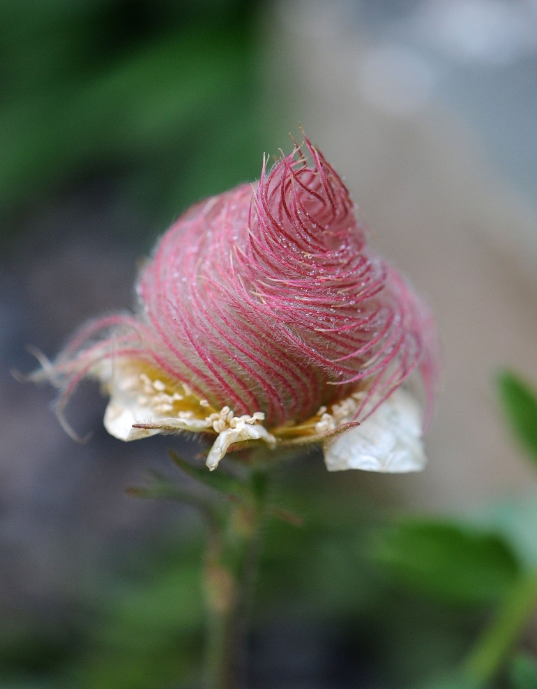 Típica dos Alpes, flor conhecida como Geum reptans desperta curiosidade nos amantes de jardinagem