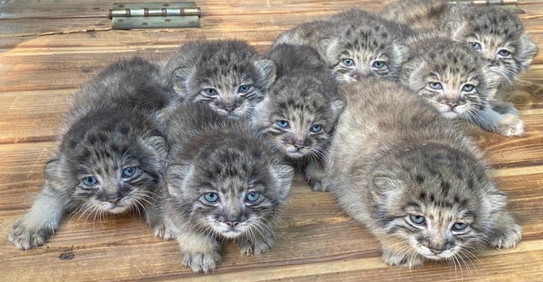 Zoológico da Sibéria celebra o nascimento de 16 filhotes de felino raro, conhecido como gato-de-pallas