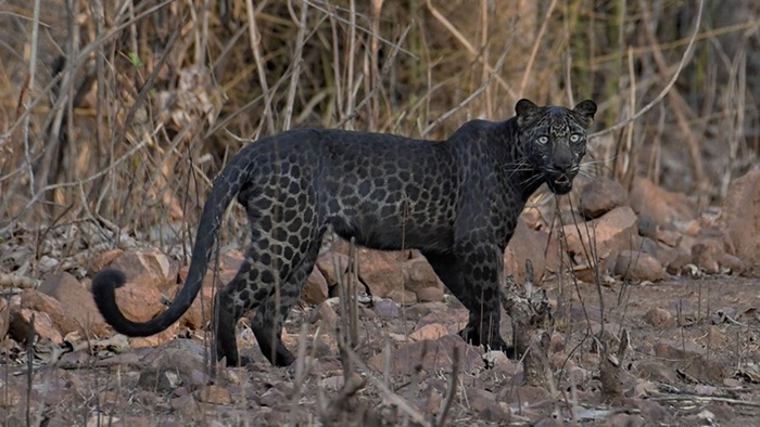Leopardo Negro é fotografado na Índia