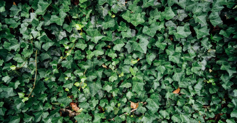 Cura pela natureza! Saiba porquê a Hera é uma planta espiritual e medicinal  - Bons Fluidos