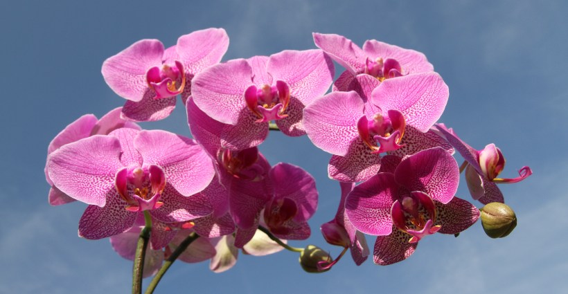 Símbolo de virilidade: conheça os significados das orquídeas e o que suas  cores representam - Bons Fluidos