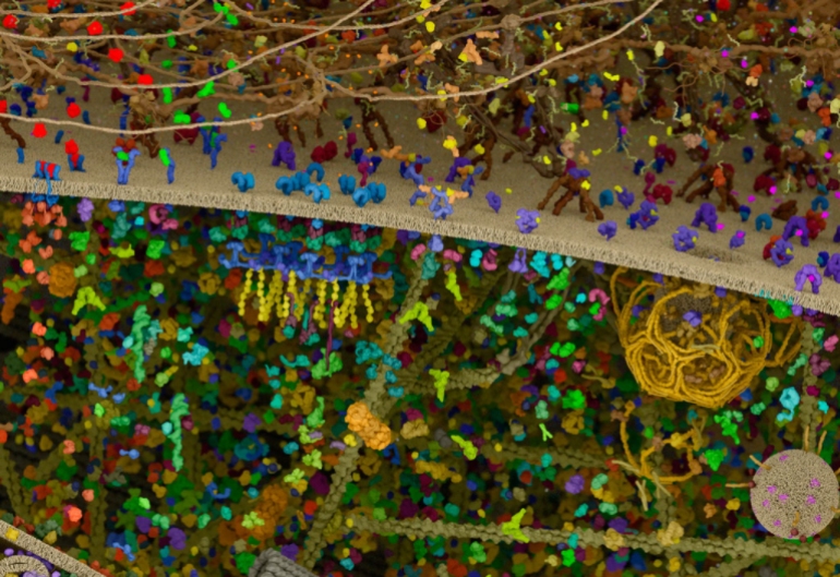 Cientistas divulgam modelo mais atual e detalhado de célula humana e imagens impressionam