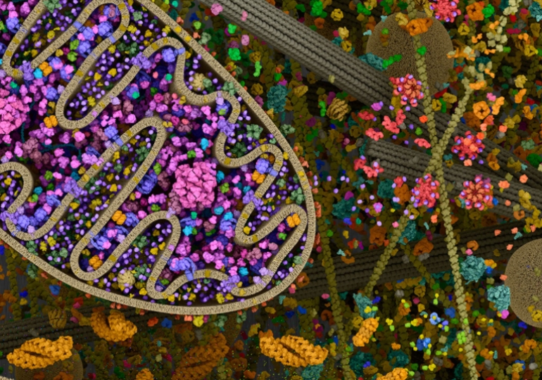 Cientistas divulgam modelo mais atual e detalhado de célula humana e imagens impressionam