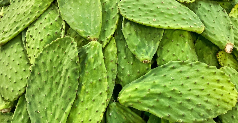 Comer cacto? PODE! Médico lista os benefícios da planta na alimentação -  Bons Fluidos