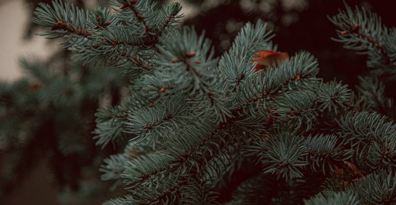 Entenda a tradição de desmontar a árvore de Natal no Dia de Reis - Bons  Fluidos