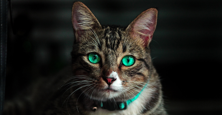 Dia Mundial do Gato: espiritualista revela poderes energéticos deste bichinho de estimação