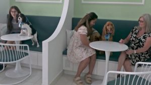 Restaurante dedicado a pets em Dubai serve cães e gatos de estimação