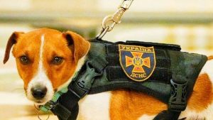 Cão ucraniano recebe medalha de honra após farejar bombas
