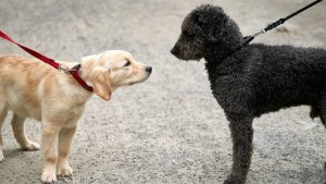 Estudo conclui que cães conseguem farejar Covid-19 pelo suor humano com acerto de mais de 96%; entenda
