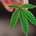 Uso de cannabis medicinal cresce no Brasil, conforme pesquisa
