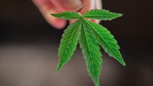 Uso de cannabis medicinal cresce no Brasil, conforme pesquisa