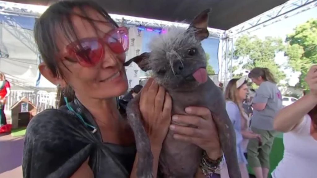 Cãozinho resgatado há pouco tempo ganha prêmio bizarro e diverte internautas