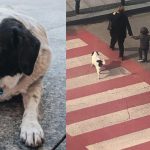 Cão ganha fama ao ajudar crianças a atravessar a rua na Geórgia