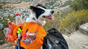 Cãoletor! Cachorro ajuda na coleta de lixo em parque no Chile e vira herói