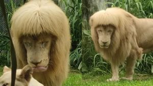 Corte diferenciado! Leão de franja chama a atenção em zoológico chinês