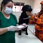 No Dia Mundial do Doador, cão do corpo de bombeiros doa sangue