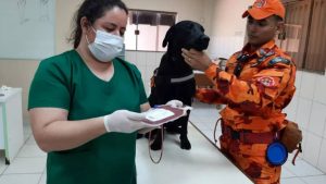 No Dia Mundial do Doador, cão do corpo de bombeiros doa sangue
