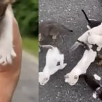 Vídeo: homem resgata filhote de gato e cai em 'emboscada' com resto da ninhada
