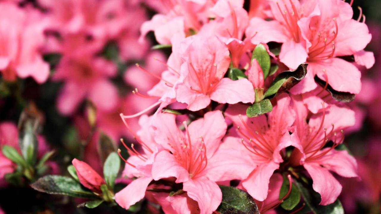 flores-de-outono-como-decorar-a-casa-nessa-esta-o