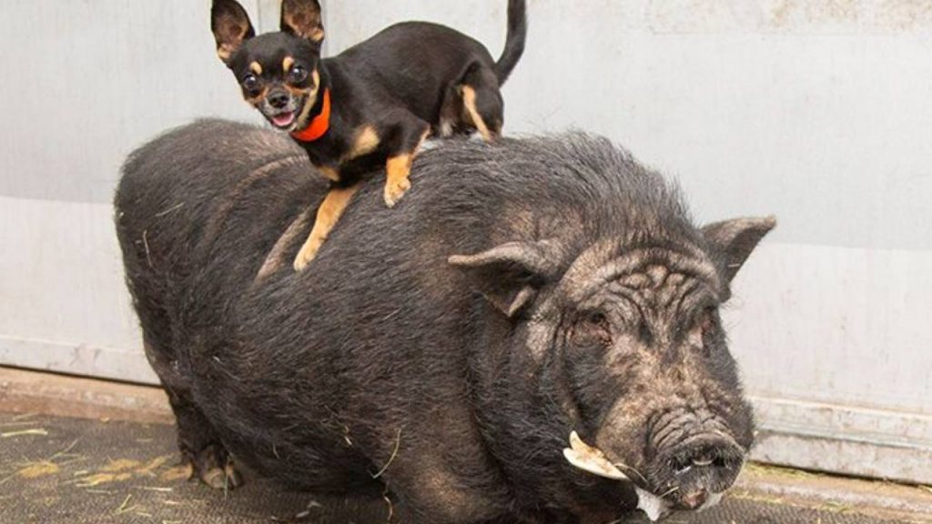 Timão e Pumba? Abrigo resgata dupla de porco e chihuahua
