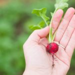 Horta em casa: como fazer e quais os benefícios para a saúde?