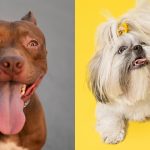 Pitbull e shitzu têm cérebros idênticos: saber disso pode evitar ataques de cães
