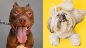 Pitbull e shitzu têm cérebros idênticos: saber disso pode evitar ataques de cães