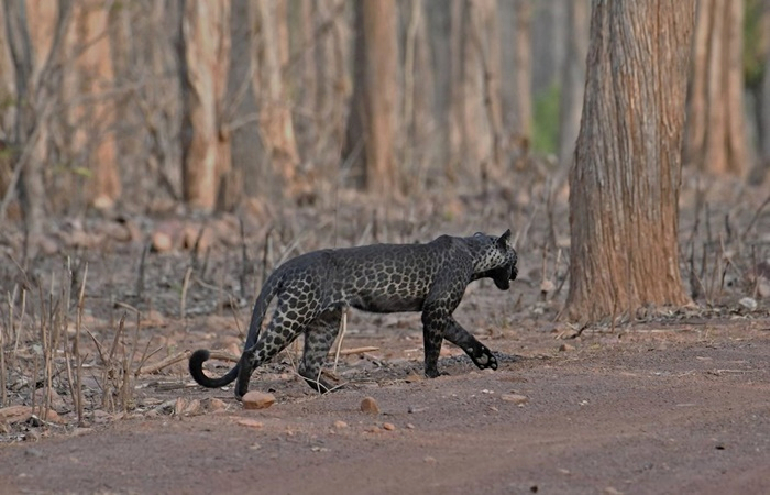 Raríssimo, leopardo negro é fotografado por turista indiano em reserva ambiental