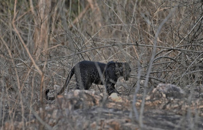 Raríssimo, leopardo negro é fotografado por turista indiano em reserva ambiental