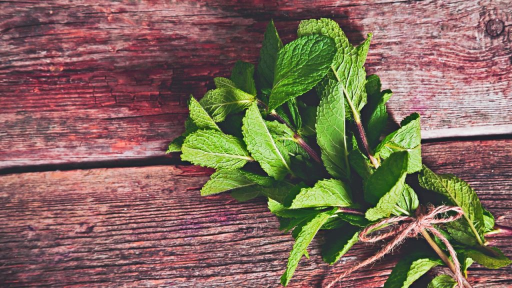 Muito mais que chá calmante: hortelã também tem benefícios medicinais