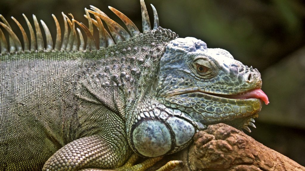 Pela 1ª vez em 187 anos, iguanas nascem no arquipélago de Galápagos