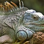 Pela 1ª vez em 187 anos, iguanas nascem no arquipélago de Galápagos