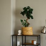 Para você se inspirar: 5 plantas em alta na decoração