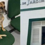Ao ser adotada por delegacia, cadela vira 'policial civil canina'
