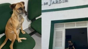 Ao ser adotada por delegacia, cadela vira 'policial civil canina'
