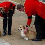 Juntos até o final: cachorros de Elizabeth II participam de cerimônia fúnebre da rainha