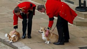 Juntos até o final: cachorros de Elizabeth II participam de cerimônia fúnebre da rainha
