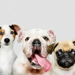 Pesquisa mostra que cães conseguem detectar 'cheiro do estresse'