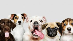Pesquisa mostra que cães conseguem detectar 'cheiro do estresse'