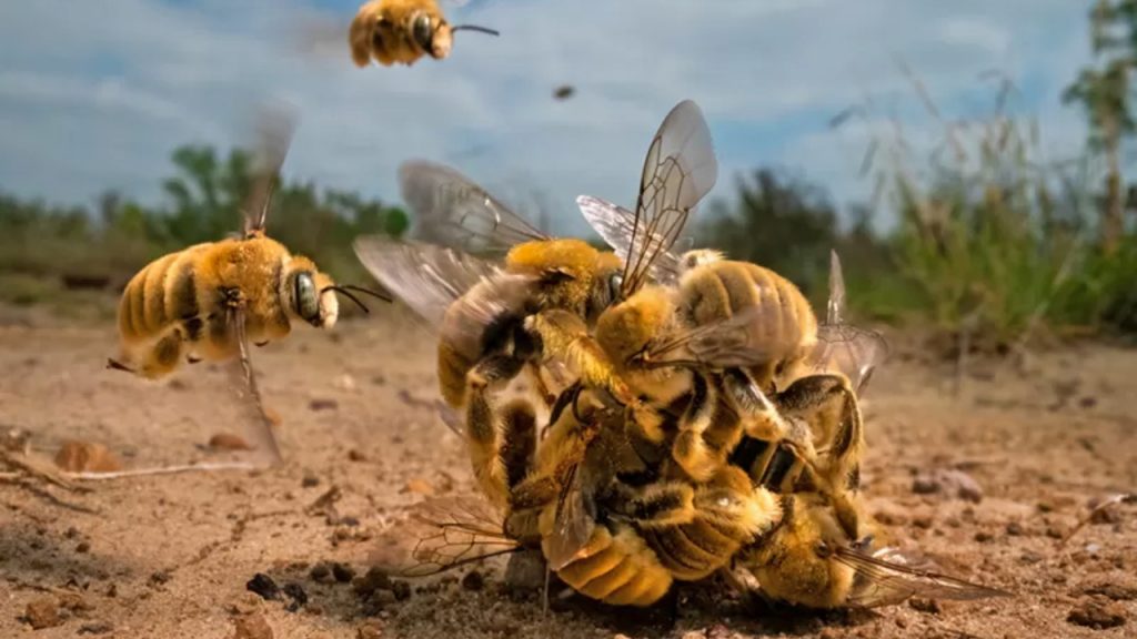 Foto de abelhas "brigando" ganha prêmio de Fotógrafo de Natureza do Ano