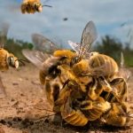 Foto de abelhas "brigando" ganha prêmio de Fotógrafo de Natureza do Ano